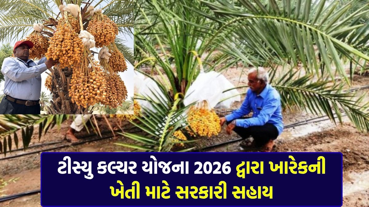 Tissue Culture Scheme 2026